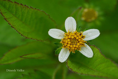 Bidens pilosa